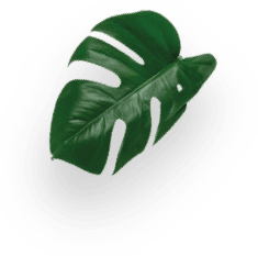 MOCHACCINO CANELA decoration Image